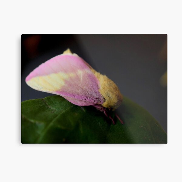 Rosy Maple Moth Metal Print