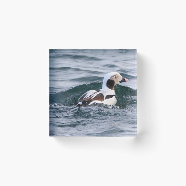 Item preview, Long tailed duck at Burlington Canal. designed and sold by KimhengFineArt.