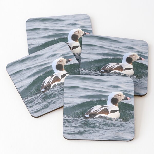 Item preview, Long tailed duck at Burlington Canal. designed and sold by KimhengFineArt.