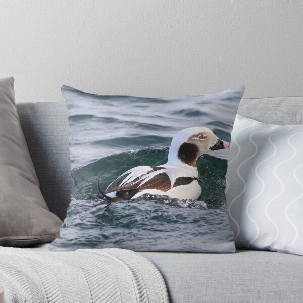 Item preview, Long tailed duck at Burlington Canal. designed and sold by KimhengFineArt.