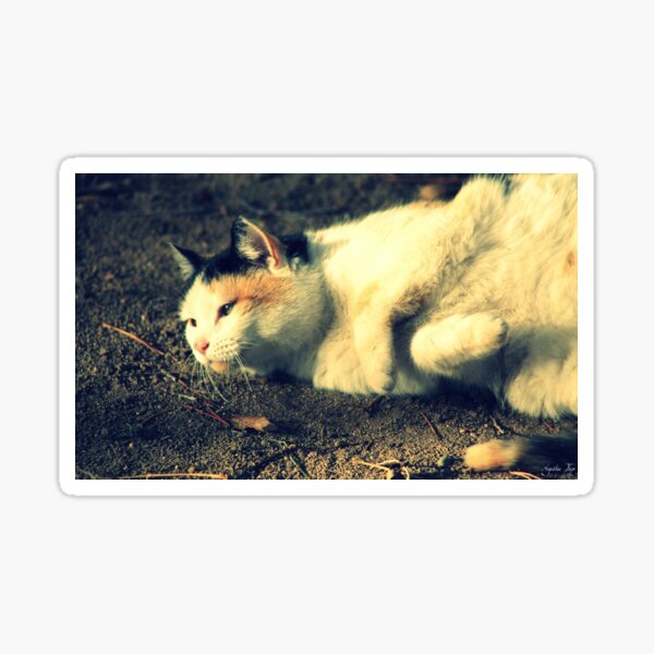 Tabby Sticker