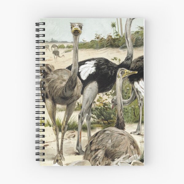Item preview, Ostriches designed and sold by redoARTstore.