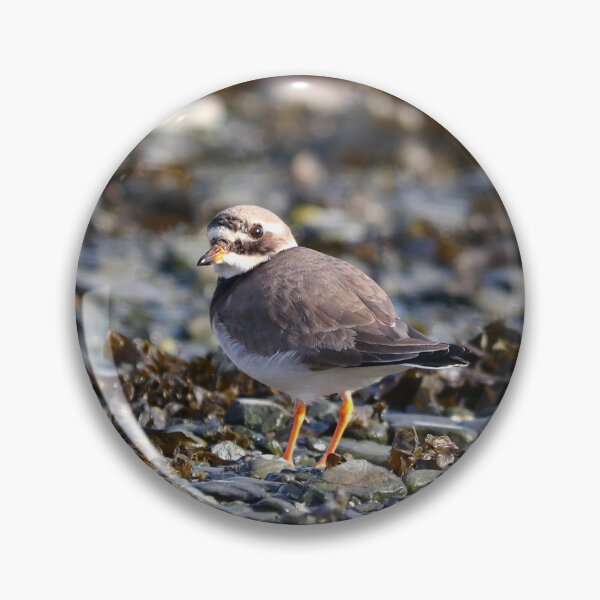 Item preview, Ringed plover designed and sold by GreyFeatherPhot.