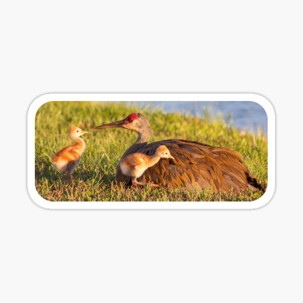 Item preview, Sandhill crane with colts designed and sold by Zina Stromberg.
