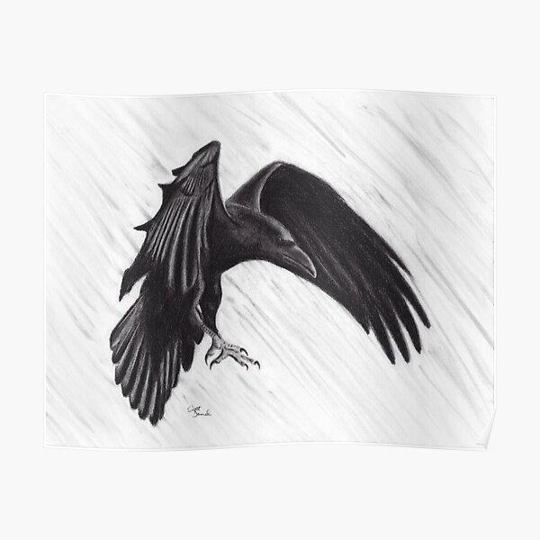 American Crow Drawing Common Raven Crow Family, PNG, 700x663px, American  Crow, Art, Bald Eagle, Beak, Bird