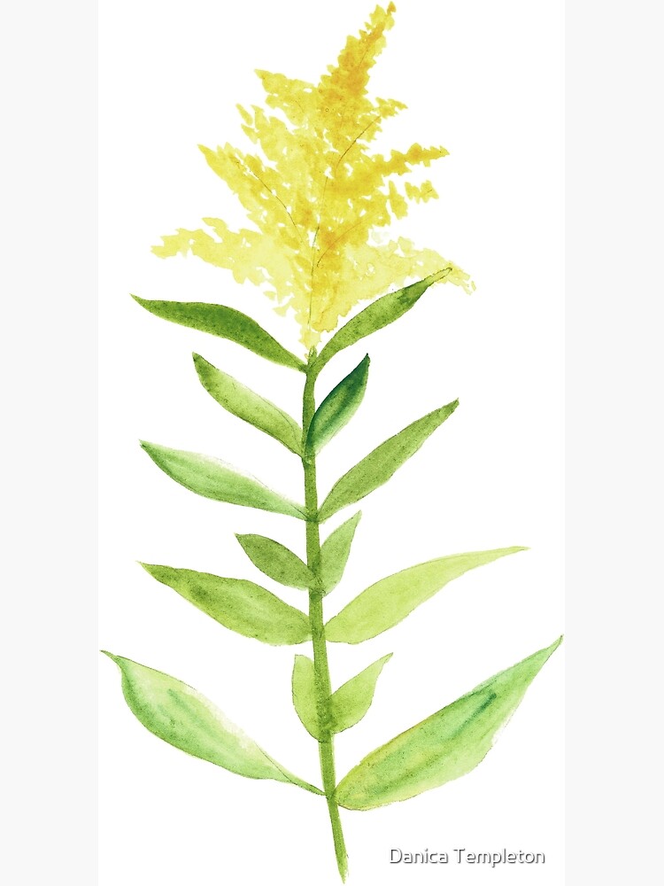 goldenrod watercolor