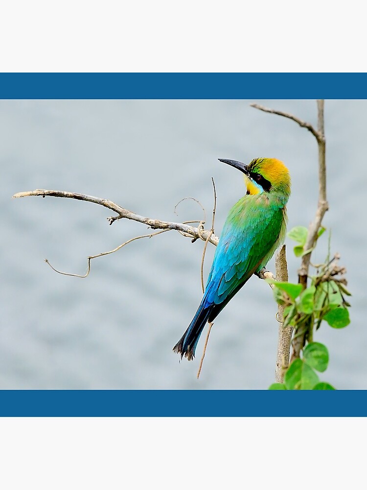Rainbow Bee-eater 'Patiently Waiting' by Gailsphotoart