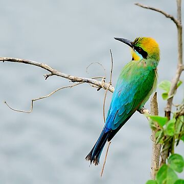 Artwork thumbnail, Rainbow Bee-eater 'Patiently Waiting' by Gail Bryant