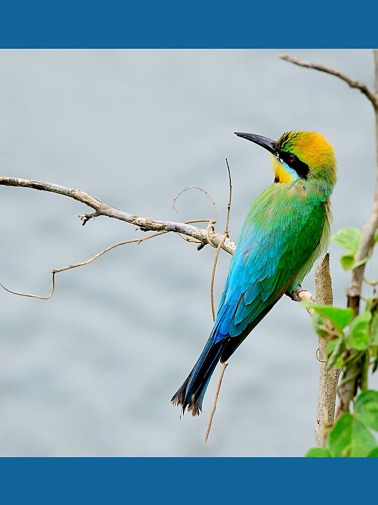 Rainbow Bee-eater 'Patiently Waiting' by Gailsphotoart