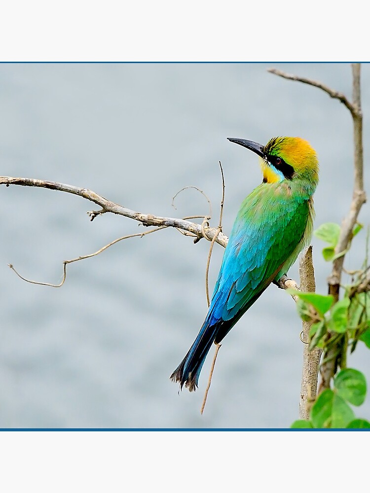 Rainbow Bee-eater 'Patiently Waiting' by Gailsphotoart