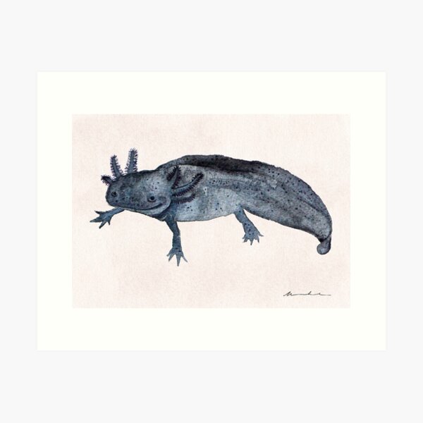 Item preview, Cheol the tiny Axolotl designed and sold by mooonhannah.