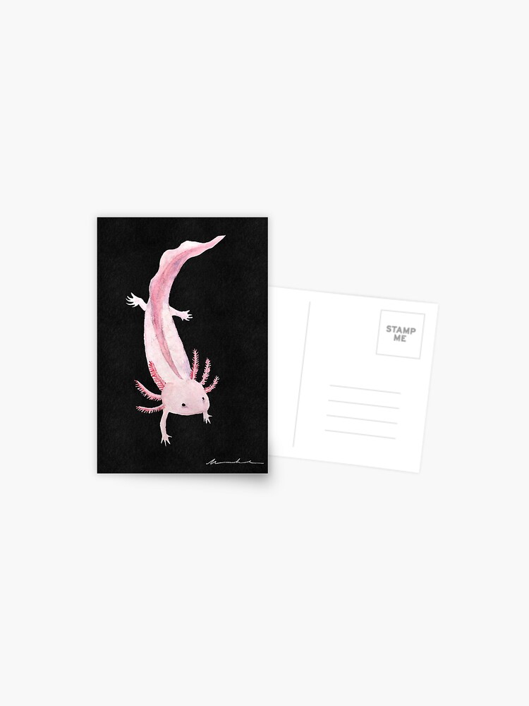 Pink Axolotl