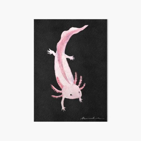 Baby Axolotl Art Board Prints Redbubble