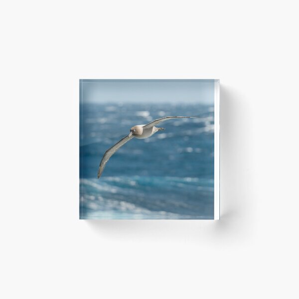 Item preview, Light-mantled sooty albatross designed and sold by Mark Prior.