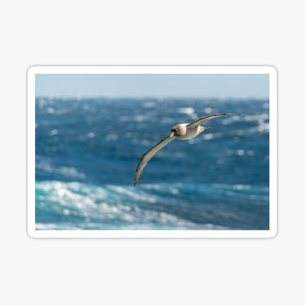 Light-mantled sooty albatross Sticker