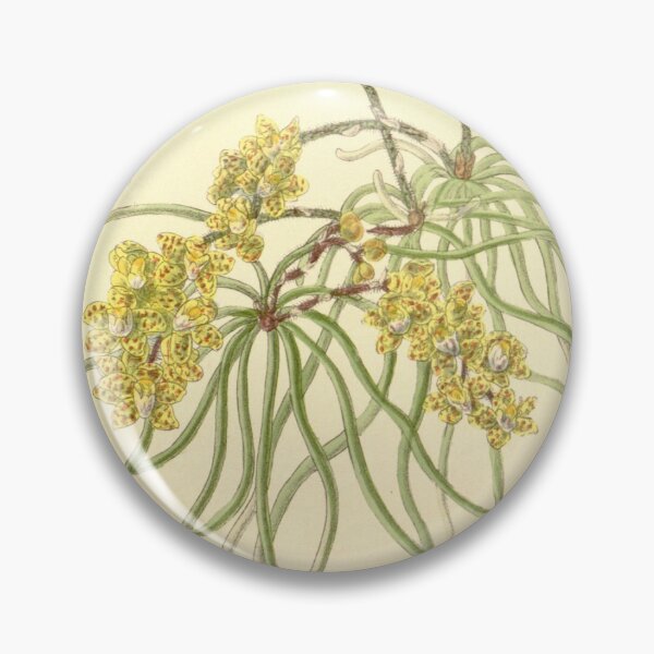 Item preview, Chiloschista lunifera (as Sarcochilus luniferus) Curtis' 115 (Ser. 3 no. 45) pl. 7044 (1889) designed and sold by EsotericBotanic.