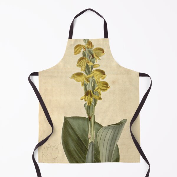 Item preview, Satyrium coriifolium Curtis' 47 pl. 2172 (1820) designed and sold by EsotericBotanic.