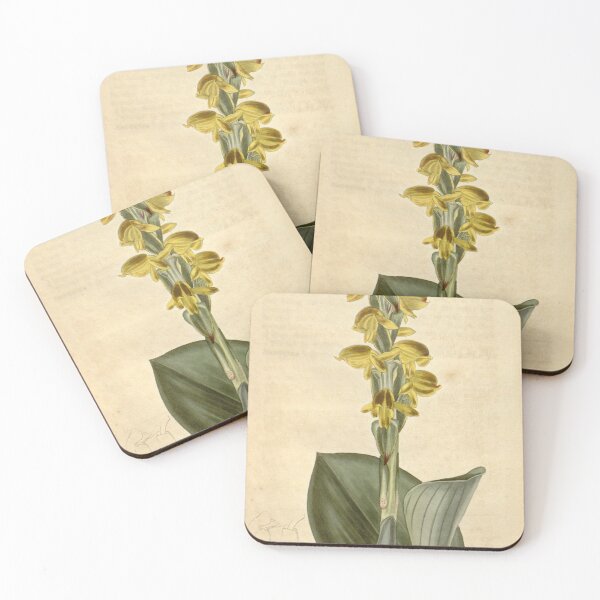 Item preview, Satyrium coriifolium Curtis' 47 pl. 2172 (1820) designed and sold by EsotericBotanic.