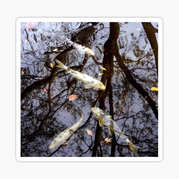 Sue Shearer Australia, CARP DIEM digital print Sticker