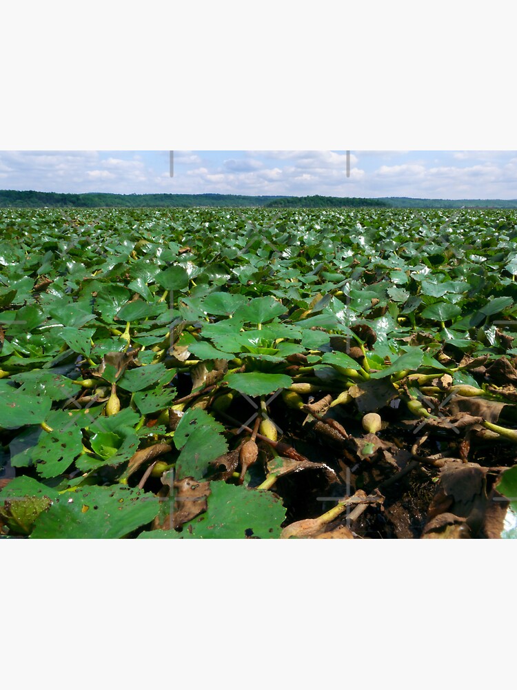 "Blanket of Water Chestnuts in the Hudson River" Sticker by