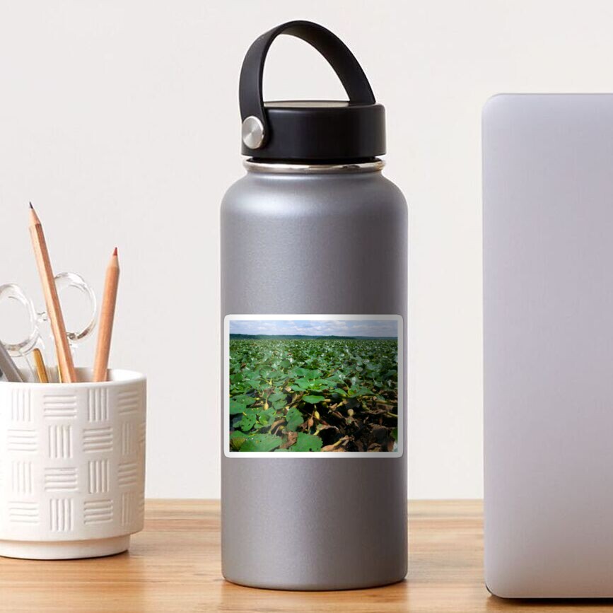 "Blanket of Water Chestnuts in the Hudson River" Sticker by