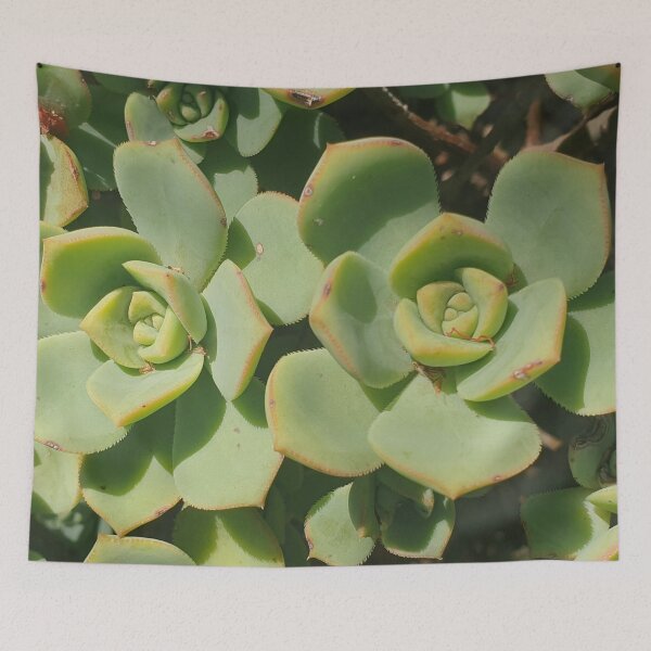 Item preview, Echeveria Succulent designed and sold by FunkyTowns.
