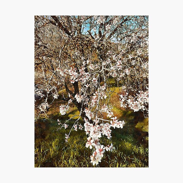 Item preview, Cascading Almond Blossom designed and sold by ShannathShima.