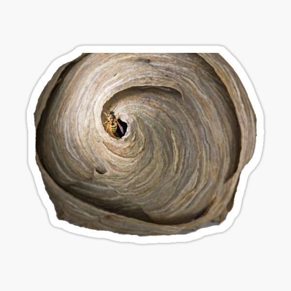 Wespennest, Wespe, Insekt, Sticker