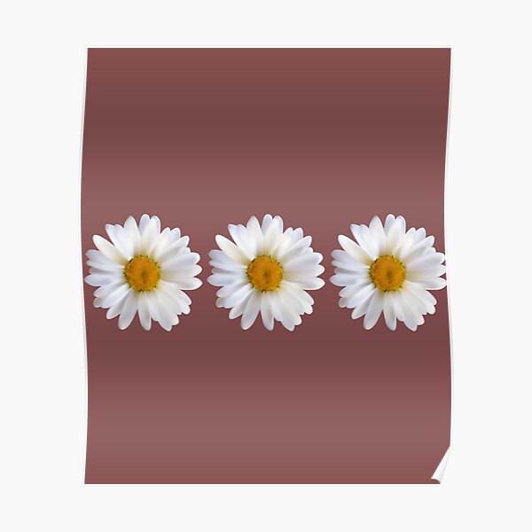 white chamomile flowers sticker Poster