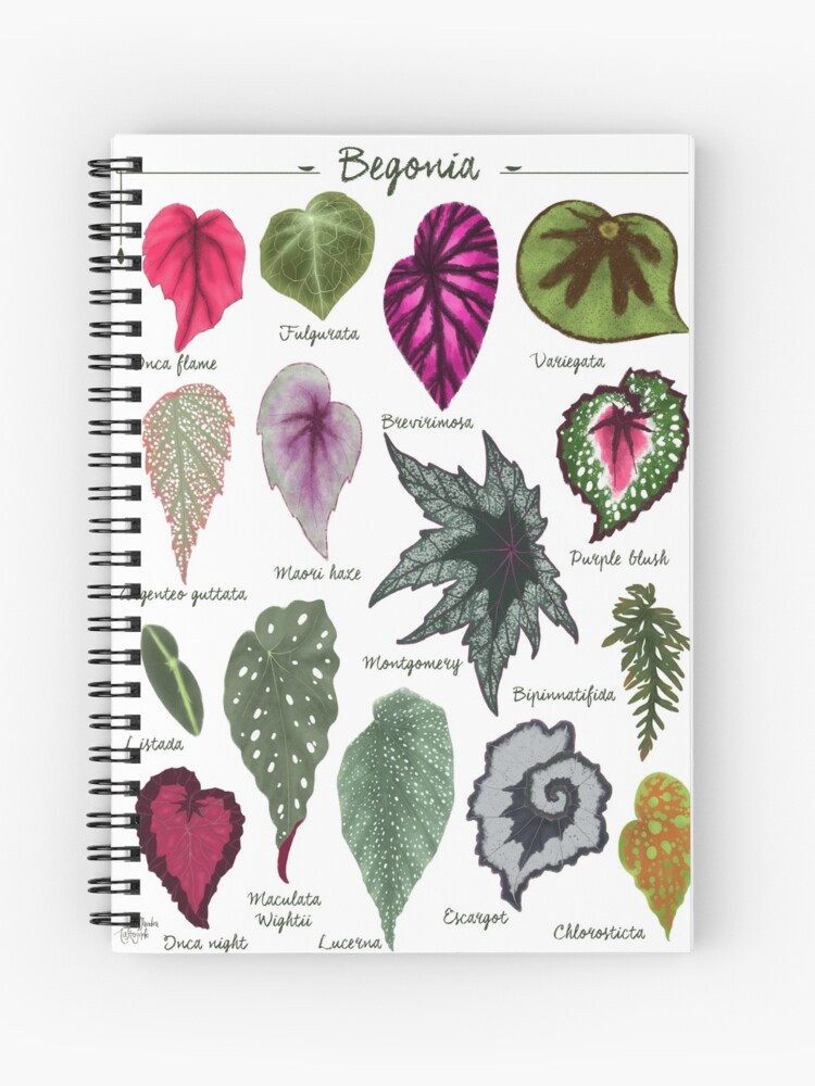 Cuaderno de espiral «Begonia deja especies variedades impresión de arte  ilustración botánica» de Alessandra-C | Redbubble