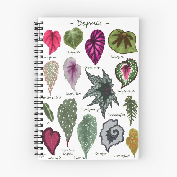 Item preview, Begonia leaves species varieties art print botanical illustration designed and sold by Onyria Art.