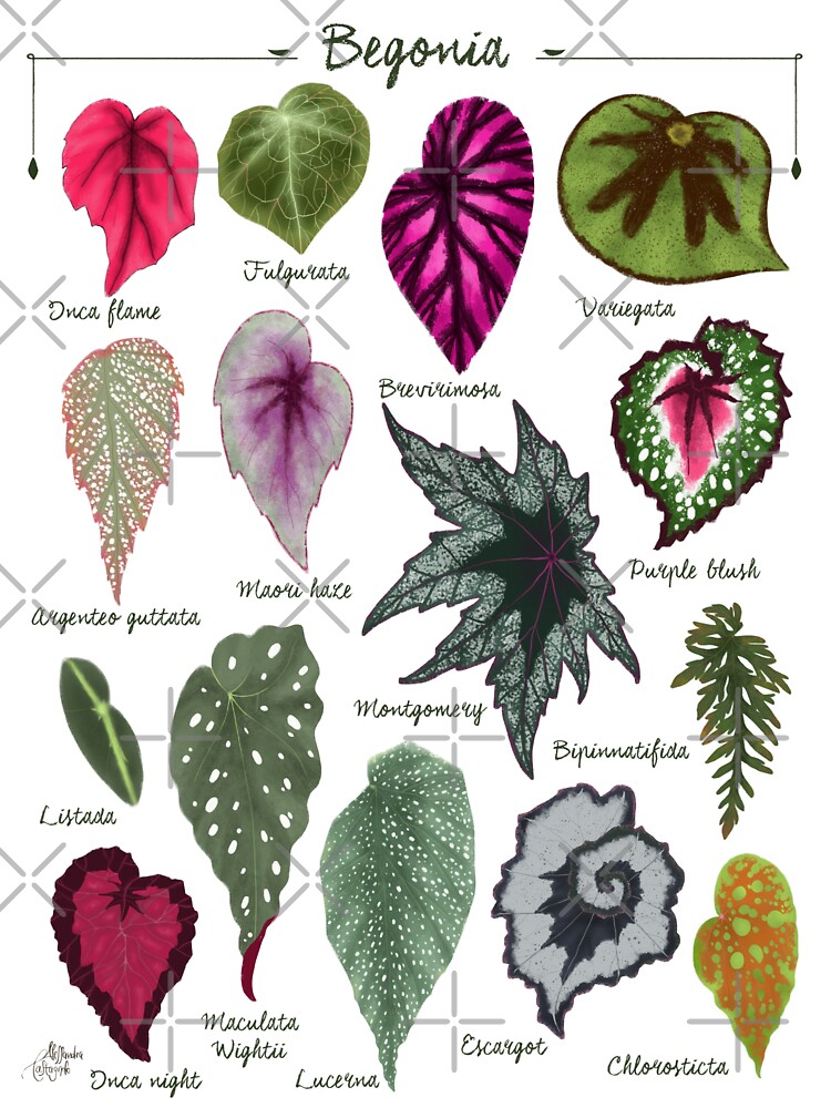 "Begonia leaves species varieties art print botanical illustration