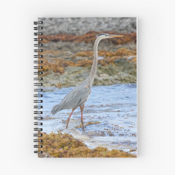 Item preview, Cuban Heron designed and sold by Dave Hare Photography.