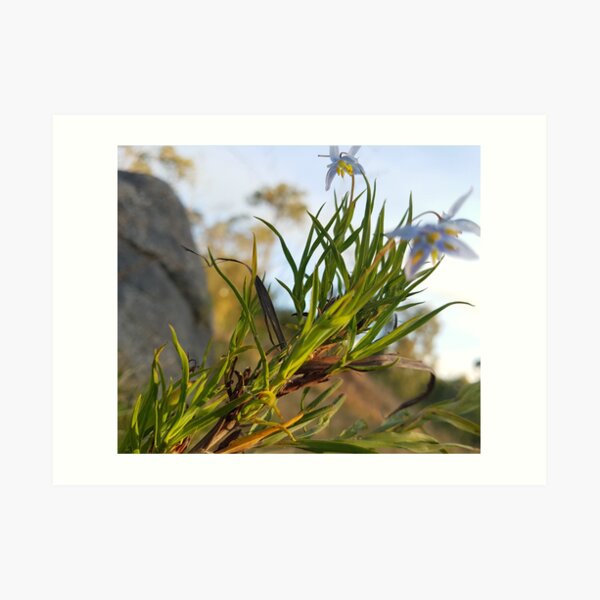 Blue spring flower in Western Australia Art Print