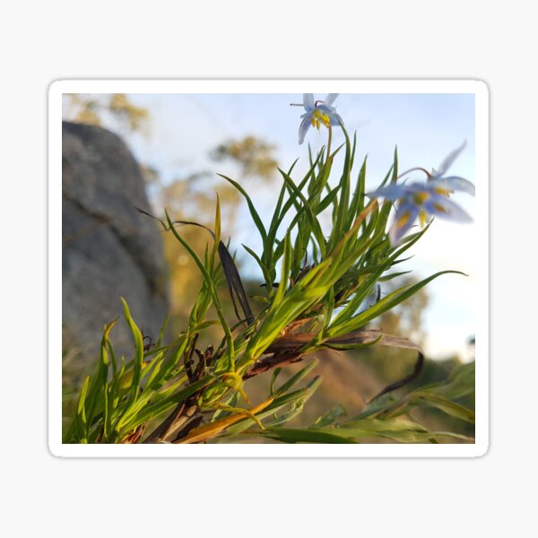 Blue spring flower in Western Australia Sticker
