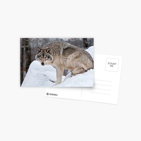 Item preview, Gray Squirrel designed and sold by Michael Cummings.