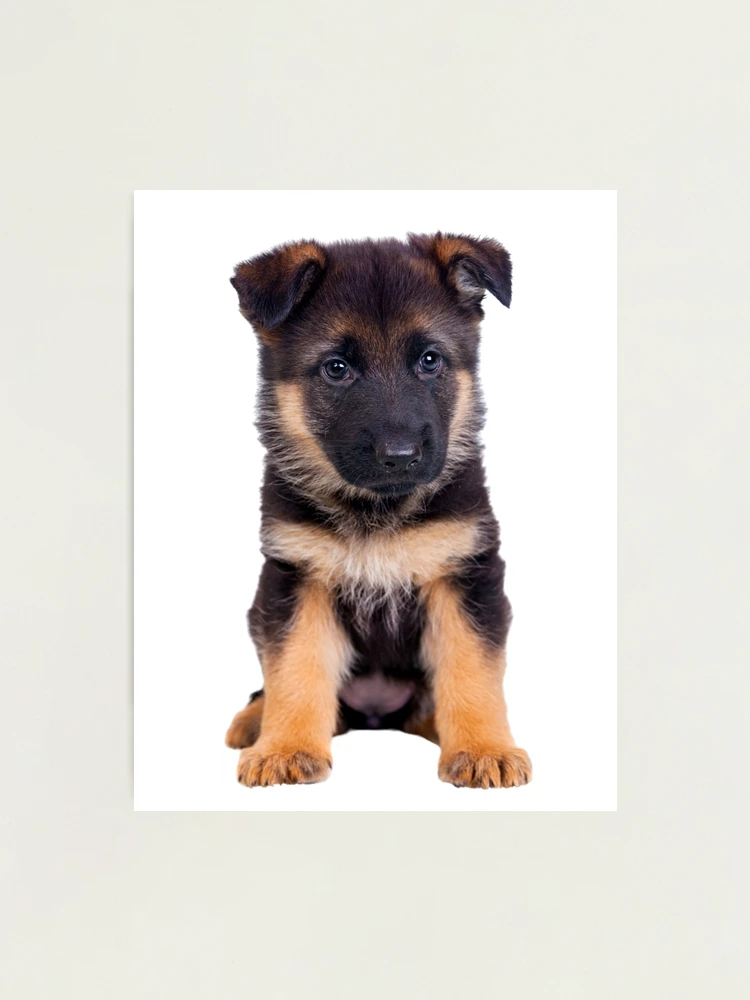 Alsatian Dog Puppy Alsatian Baby German Shepherd Puppy, Cute