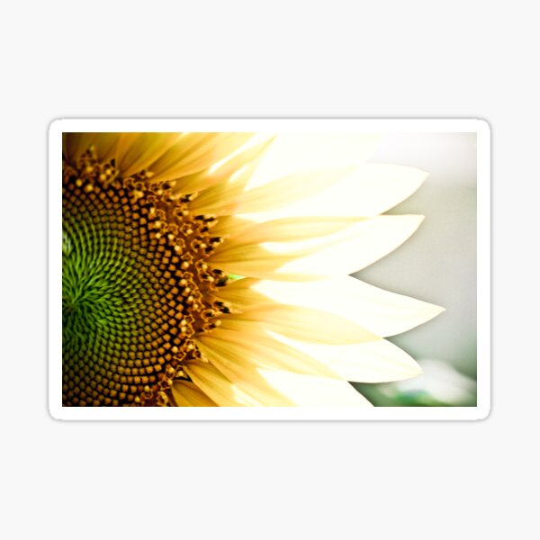Sunflower Sticker
