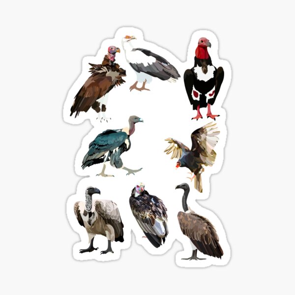 V is for Vulture  Sticker