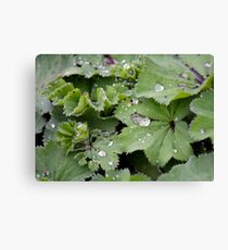 Captured Dew on Lady's Mantle Canvas Print