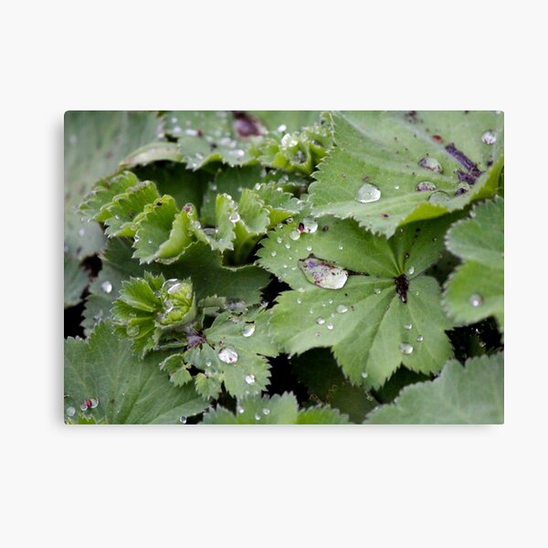 Captured Dew on Lady's Mantle Canvas Print