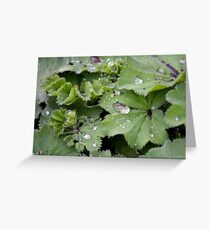 Captured Dew on Lady's Mantle Greeting Card