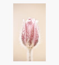 flowerbud Photographic Print