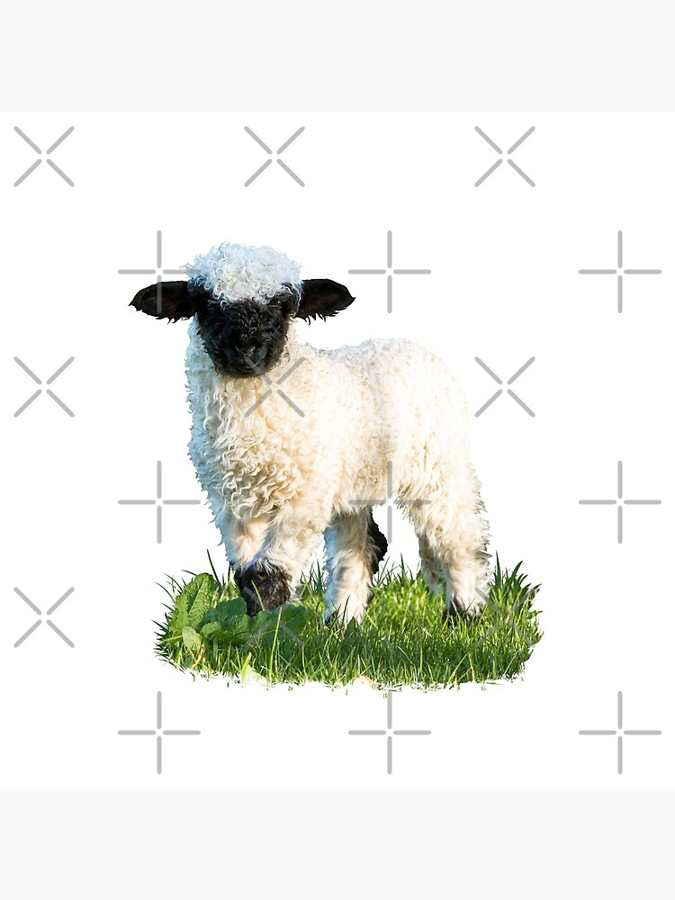Discover Valais Blacknose Lamb in a Meadow Premium Matte Vertical Poster