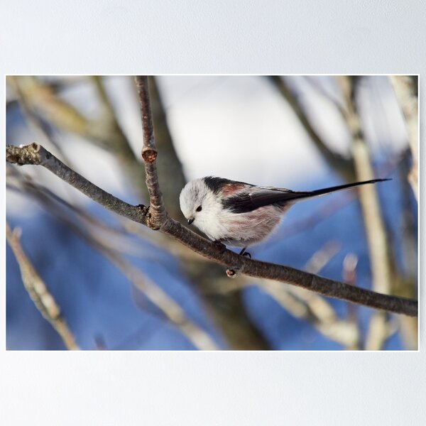 Item preview, Bob a curtsy.  Long-tailed tit designed and sold by Jouko Lehto Photography.