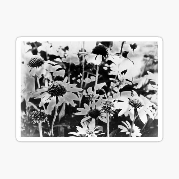 Solarized Daisy Film Print 1 Sticker