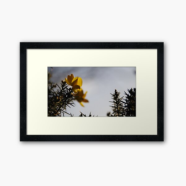 Yellow Gorse Dragons Framed Art Print