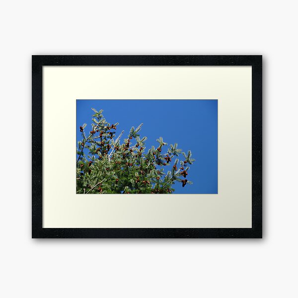 Fir Tree Against the Deep Blue Sky Framed Art Print