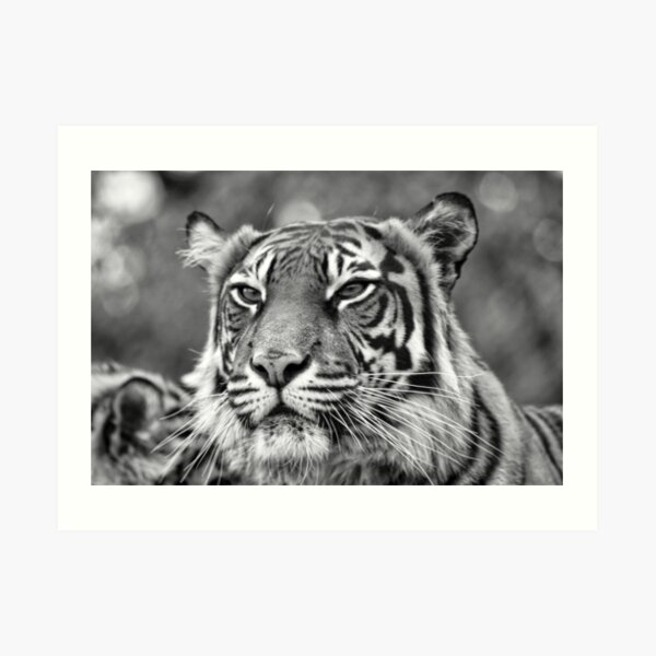Watching you Art Print