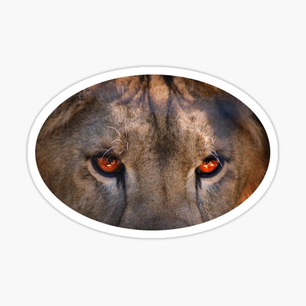 Cute Lion Cub Stickers For Sale | Redbubble